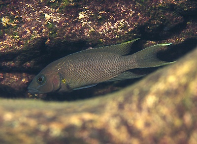 Neolamprologus sp. 'cygnus' Molwe